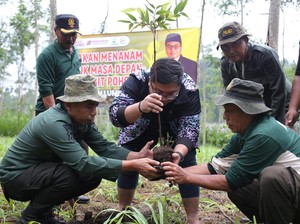 Anggota DPR Kawendra Bareng Perhutani Tanam 888 Bibit Pohon di Lumajang