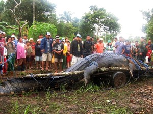 Lolong: Buaya Terbesar di Dunia yang Pernah Diukur Hidup
