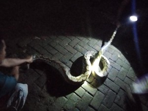 Kaget! Warga Bogor Temukan Ular Sanca Melilit Kucing di Dapur Rumah