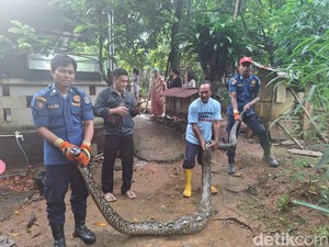 Geger Ular Sanca 4 Meter Makan Ternak Warga di Depok, Damkar Evakuasi