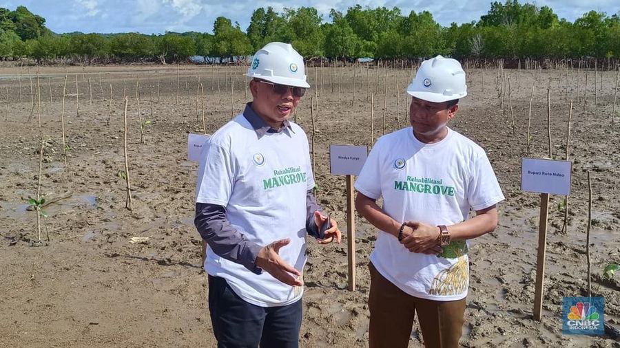 Direktur Jenderal Pengelolaan Kelautan KKP, Koswara bersama Bupati Rote Ndao, Paulus Henuk saat Penanaman Mangrove dalam Rangka Rehabilitasi Ekosistem Pesisir di Kawasan Sentra Industri Garam Nasional (K-SIGN), Rote Ndao, NTT, Selasa (23/12/2025). (CNBC Indonesia/Martyasari Rizky)