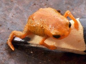 Penemuan Katak Mungil Seujung Pensil, Kecil-kecil Suaranya Berisik