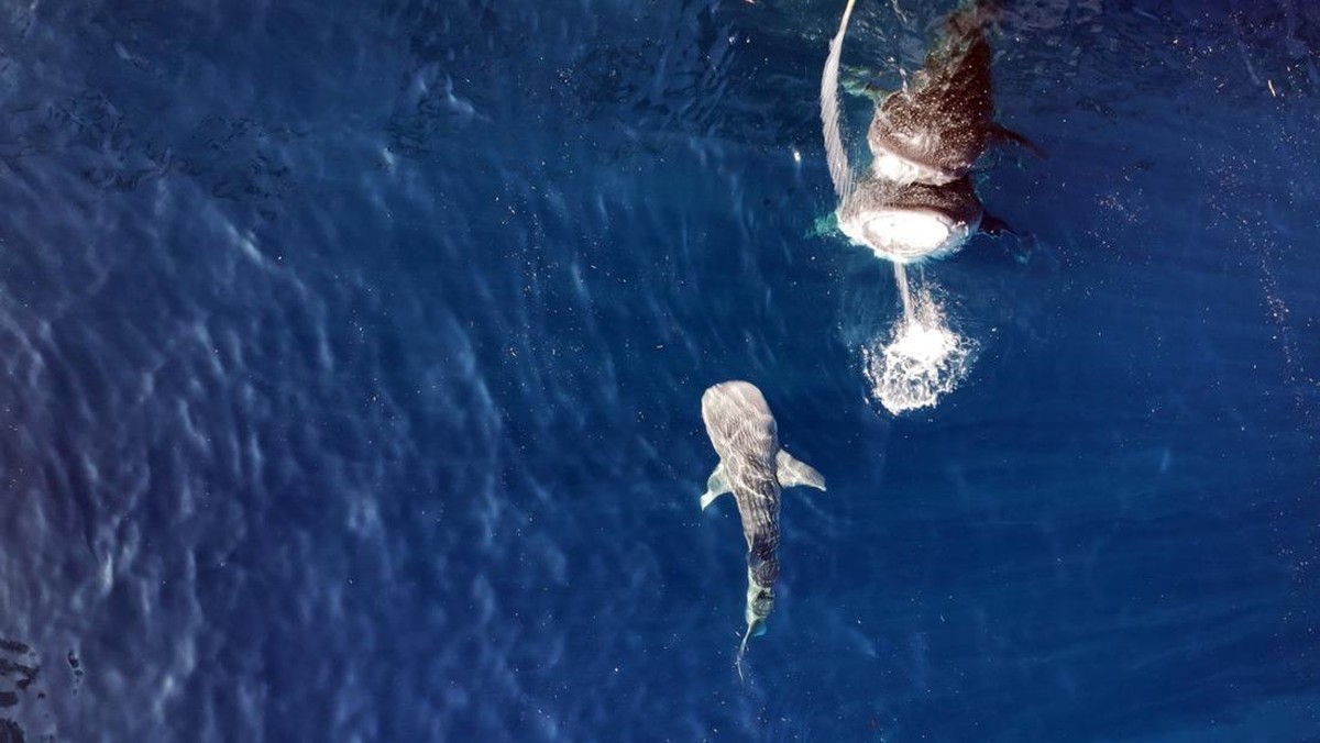 Peristiwa Langka Bayi Ikan Raksasa Muncul di Wilayah RI