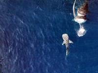 Peristiwa Langka Bayi Ikan Raksasa Muncul di Wilayah RI