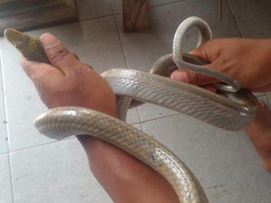 Ular Gonyosoma 1,5 Meter Ngumpet di Kamar Warga Boyolali