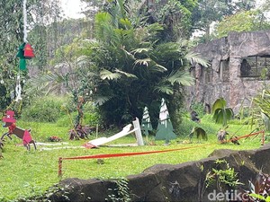 Ragunan Gelar Feeding Gorila di Momen Libur Natal dan Tahun Baru