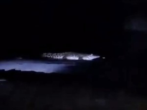 Video: Heboh Buaya di Pantai Watu Leter Malang, Polisi Minta Warga Lapor