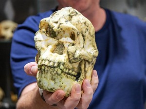 Temuan Fosil Little Foot Bisa Tulis Ulang Sejarah Evolusi Manusia