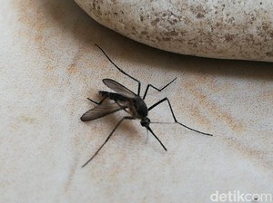 Kasus DBD di Jakarta Naik, Dinkes Ungkap Faktor Pola Musiman
