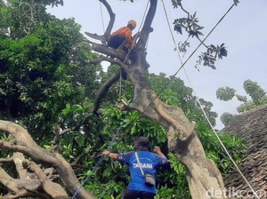 Puting Beliung Robohkan Pohon Timpa Sebuah Rumah di Situbondo