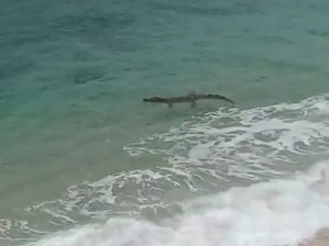 Buaya Kembali Muncul di Pantai Malang Selatan