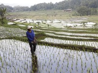 Kementan Lagi Siapkan Cetak Sawah Ribuan Hektare, Ini Titik Lokasinya