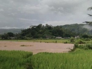 30 Hektare Sawah Siap Panen Terendam Banjir di Gegerbitung Sukabumi