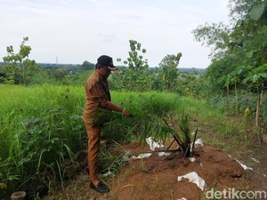Ribuan Pohon Sawit Ditemukan di Cirebon, Pemprov Jabar Turun Tangan