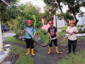 Ular Sanca 3,5 Meter Dievakuasi Usai Mangsa Ayam di Ngaglik Sleman