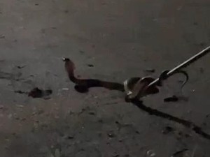 Teror Ular Kobra di Lubuklinggau Saat Musim Hujan, Warga Khawatir