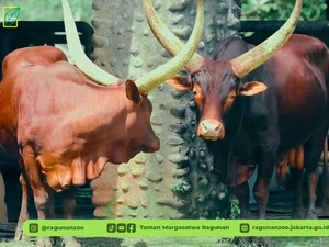 Sambut Tahun Baru, Yogi dan Jihan Sapi Afrika Tambah Daftar Satwa di Ragunan
