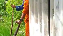 Duel King Kobra Vs Ular Sanca Bikin Warga Tasikmalaya Ketakutan