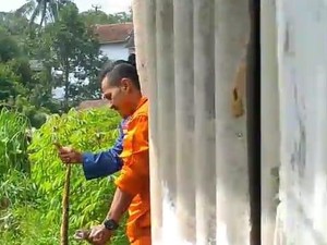 Duel King Kobra Vs Ular Sanca Bikin Warga Tasikmalaya Ketakutan
