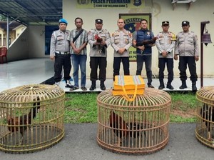 Judi Sabung Ayam di OKI Digerebek Polisi, Pemain dan Penonton Kabur