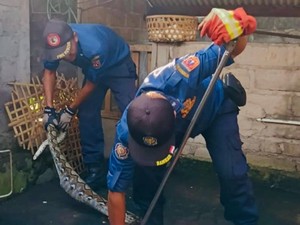 Bukan Api, Ular Jadi Musuh Damkar Karangasem Sepanjang 2025