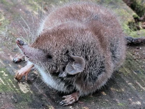 Tikus Asal Australia Ini Sudah Punah, Hilang Selama 40 Tahun