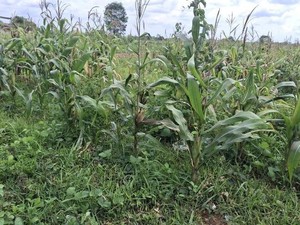 Penjelasan Polisi soal Kondisi Terkini Lahan Jagung di Tigaraksa