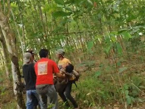 Tragis, Warga Lampung Timur Meninggal Diseruduk Gajah Liar di Way Kambas