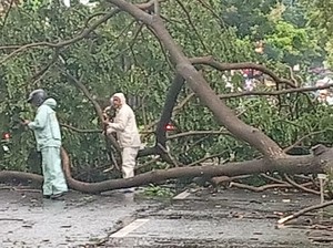 Angin Kencang Landa Muntilan, Pohon Tumbang Sempat Tutup Jalan Magelang-Jogja