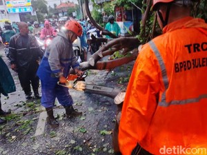 Hujan Disertai Angin Kencang, Pohon Tumbang di Dua Lokasi di Buleleng