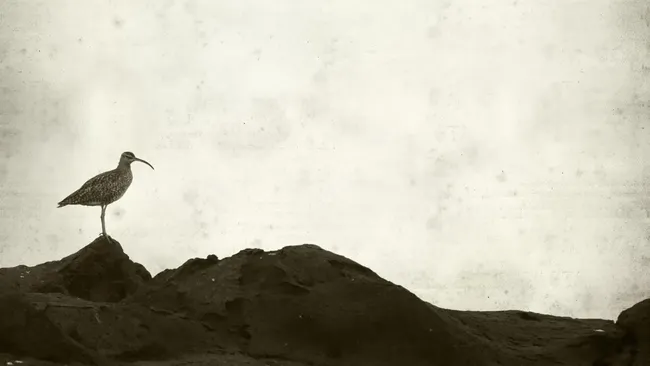 Sedih! 8 Binatang dan Tumbuhan Ini Resmi Dinyatakan Punah di 2025