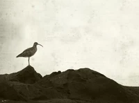 Sedih! 8 Binatang & Tumbuhan Ini Resmi Dinyatakan Punah di 2025