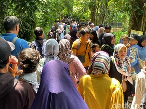 Catat! Bandung Zoo Buka hingga 4 Januari