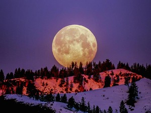 Ada Purnama Flower Moon di Mei 2026, Catat Waktu dan Tips Melihatnya
