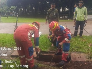 Ular Kobra Muncul di Lapangan Banteng Jakpus, Damkar Evakuasi
