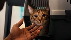 Video: Sebelum Steril, Perlu Izin Dulu Nggak Sih ke Hewannya?