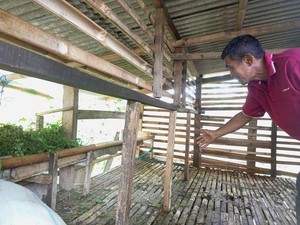 Viral 11 Domba Milik Warga di Bogor Dicuri, 4 Ekor Disisakan Jeroannya