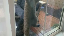 Video: Mengenal Pyometra, Infeksi Rahim Berbahaya pada Kucing dan Anjing