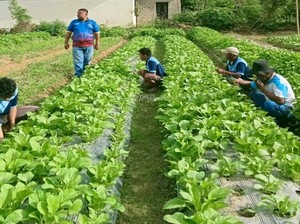 Geliat Ketahanan Pangan di Lapas Awal 2026: Panen Sayur hingga Produksi VCO