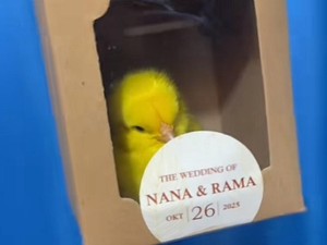 Viral! Pengantin Bagikan Souvenir 100 Anak Ayam Warna-warni, Tuai Kritik