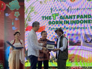 Bukan Kelahiran Panda Biasa, Satrio Jadi Simbol Baru Kehangatan Indonesia-China