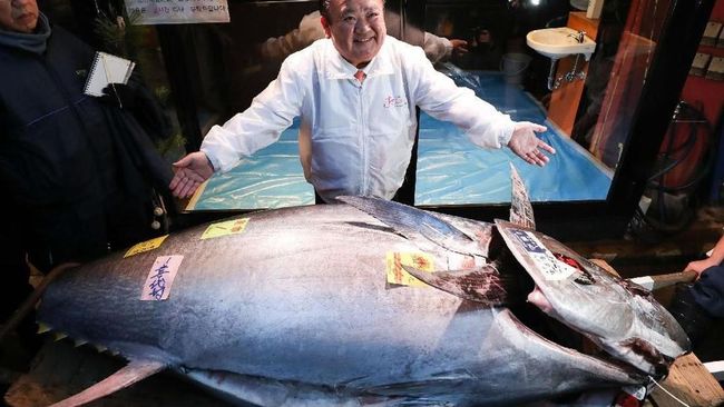 Raja Sushi Jepang Beli Ikan Tuna Raksasa Rp 54 Miliar dalam Lelang
