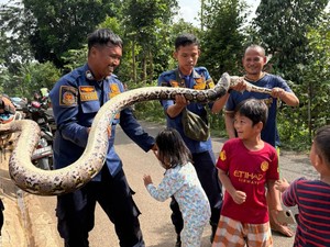 Ular Sanca 3 Meter Muncul di Saluran Limbah RPA Cileungsi, Warga Lapor Damkar