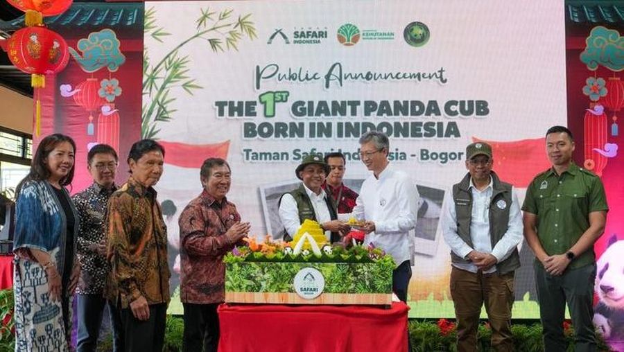 Menteri Kehutanan (Menhut), Raja Juli Antoni menyambut gembira kelahiran pertama bayi panda di Indonesia. Pengumuman kelahiran ini disampaikan langsung pada acara "Public Annnouncement The 1st Giant Panda Cub Born in Indonesia", di Taman Safari Indonesia (TSI), Bogor, Selasa (6/1/2025). (Dok. Kementerian Kehutanan)