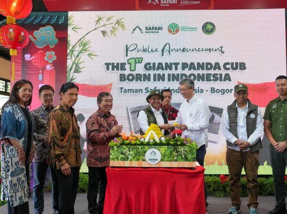 Bayi Panda Pertama Indonesia Lahir di Taman Safari, Nama Diberi Presiden