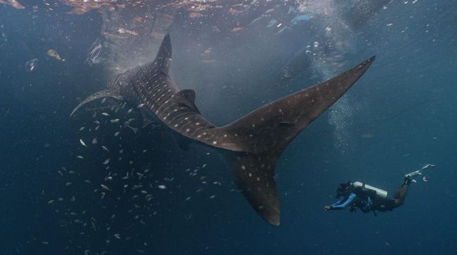 Jaga Kelestarian Fauna, PIS Berhasil Tandai 4 Hiu Paus