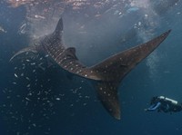 Jaga Kelestarian Fauna, PIS Berhasil Tandai 4 Hiu Paus