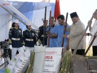 Bukan Sulap! Begini Jatuh Bangun RI Terbukti Bisa Swasembada Beras