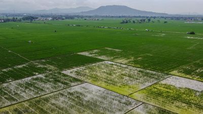 Luas Panen Padi di Banten Meningkat Sepanjang 2025
