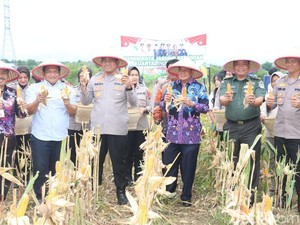 Polresta-Pemkab Tangerang Panen Raya Jagung di Tigaraksa, Hasil Capai 2 Ton